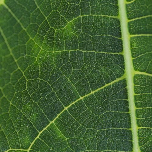 hk-green-marketingvorteil